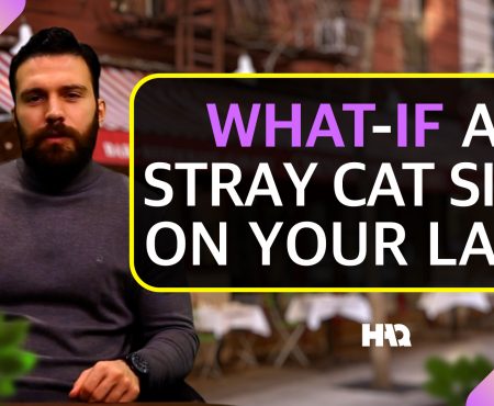 What If an Animal Sits on Your Lap or Your Belongings?