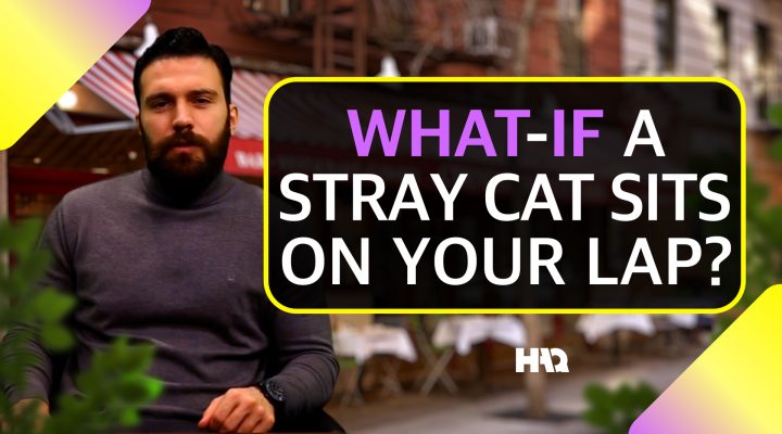 What If an Animal Sits on Your Lap or Your Belongings?